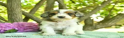 Cavapoo dogs for sale: Melon  - Ad 3