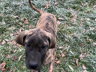 Great Dane dogs Bandit - Ad 2