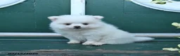 Pomeranian dogs for sale: Duke - Ad 4