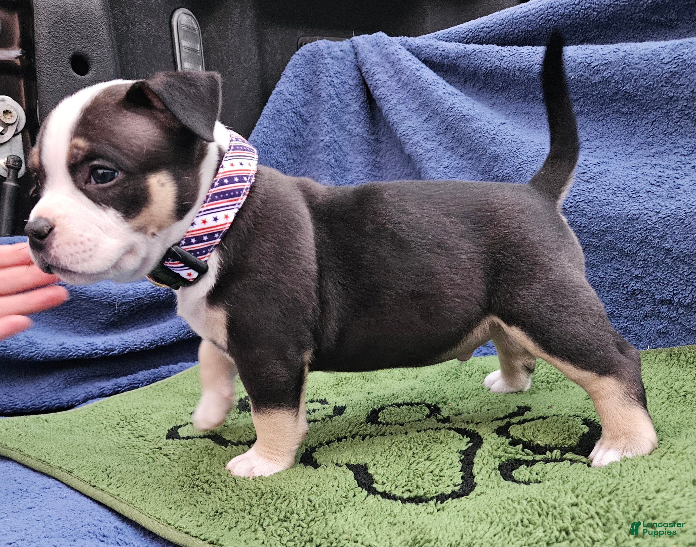 American Bully dogs American Bully - Windslow - Ad 1