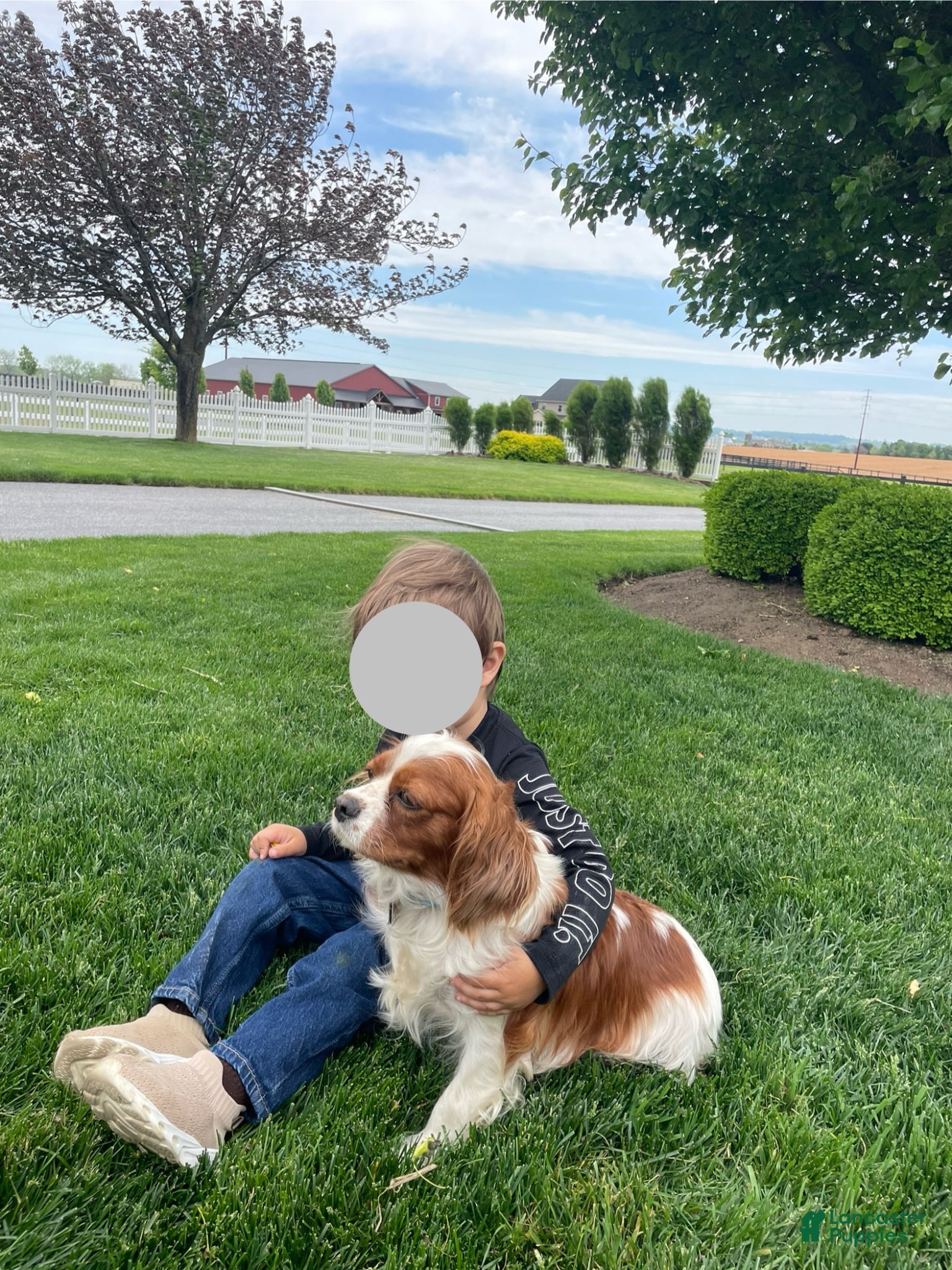 Cavalier King Charles Spaniel dogs Titus - Ad 16
