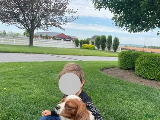 Cavalier King Charles Spaniel dogs Titus - Ad 16