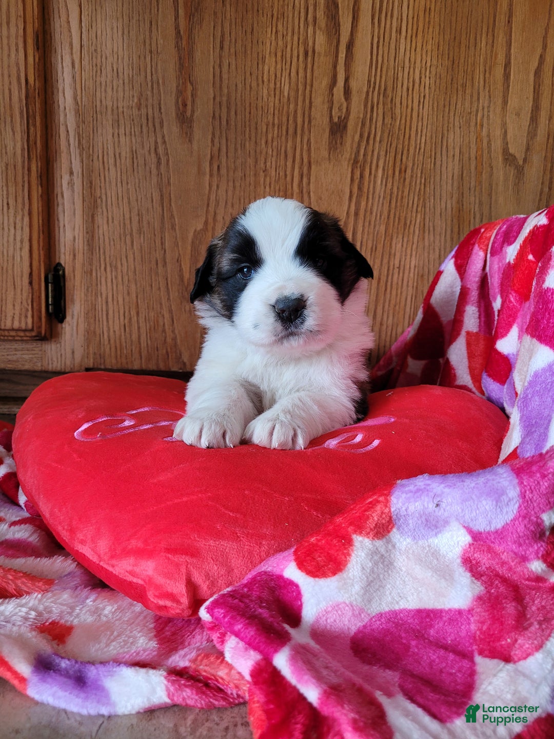 Saint Bernard dogs for sale: Ember - Ad 2
