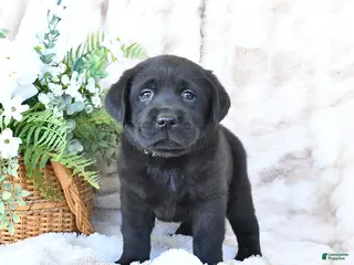 Labrador Retriever dogs for sale: Fritz - Ad 1