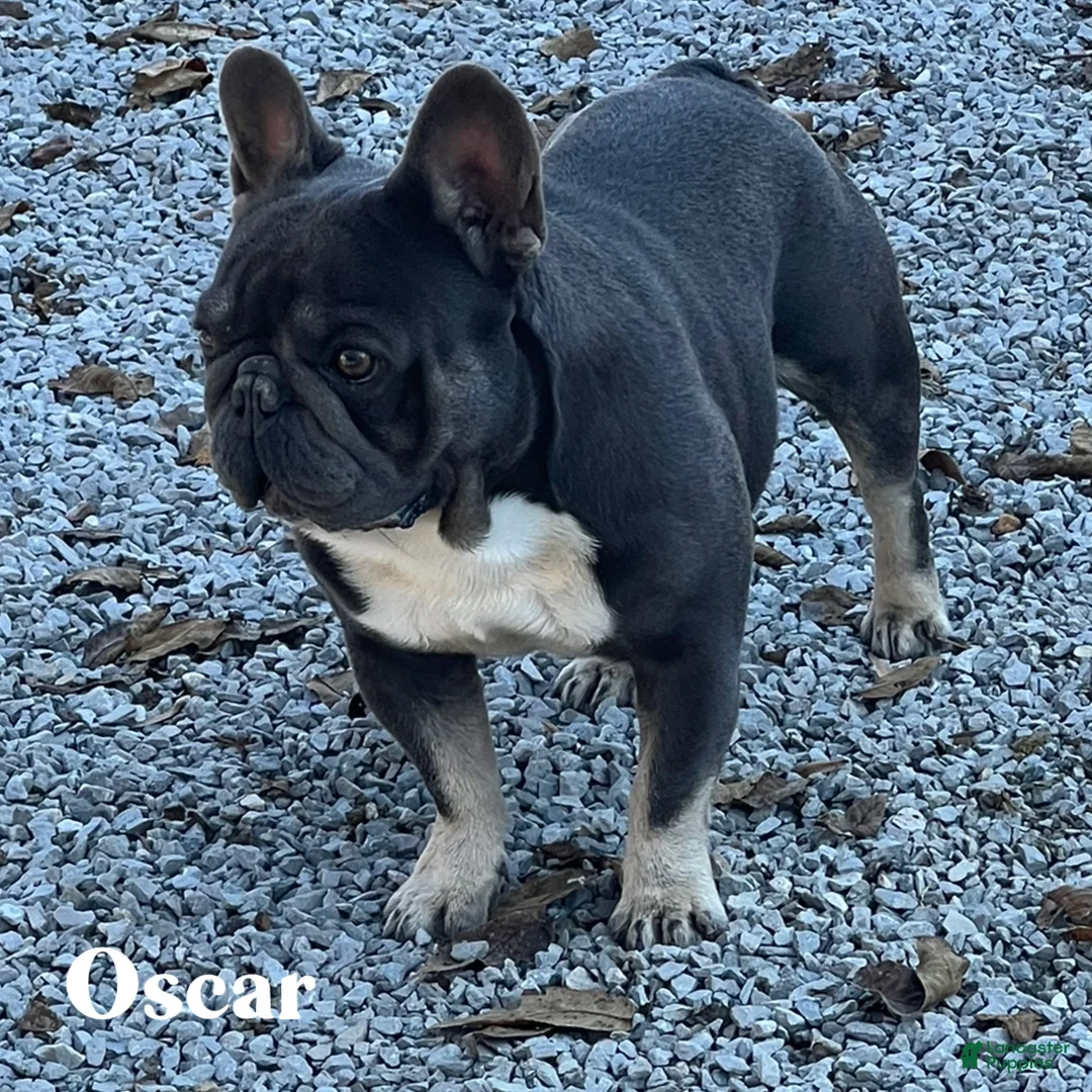 French Bulldog dogs for sale: Emorie - Ad 3