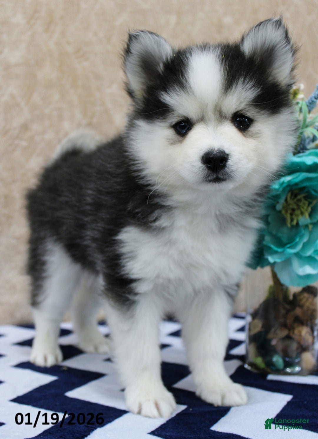 Pomsky dogs for sale: Cleo - Ad 3