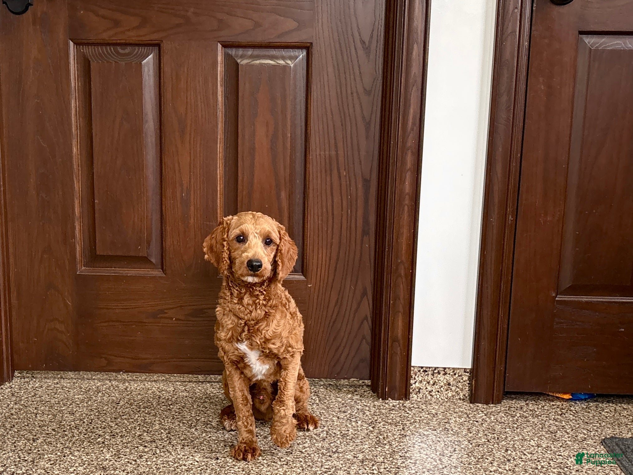 Cavapoo dogs Lyndon F1b  - Ad 1