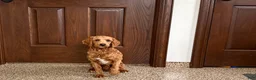 Cavapoo dogs for sale: Lyndon F1b  - Ad 1