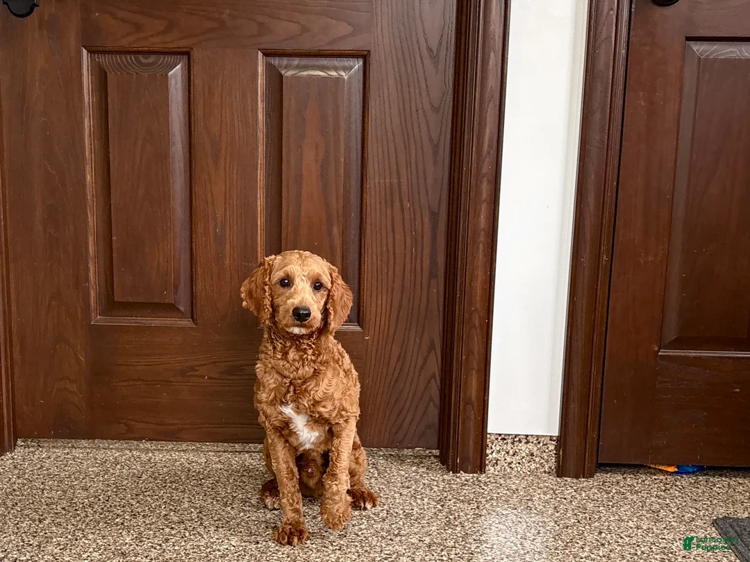 Cavapoo dogs for sale: Lyndon F1b  - Ad 1