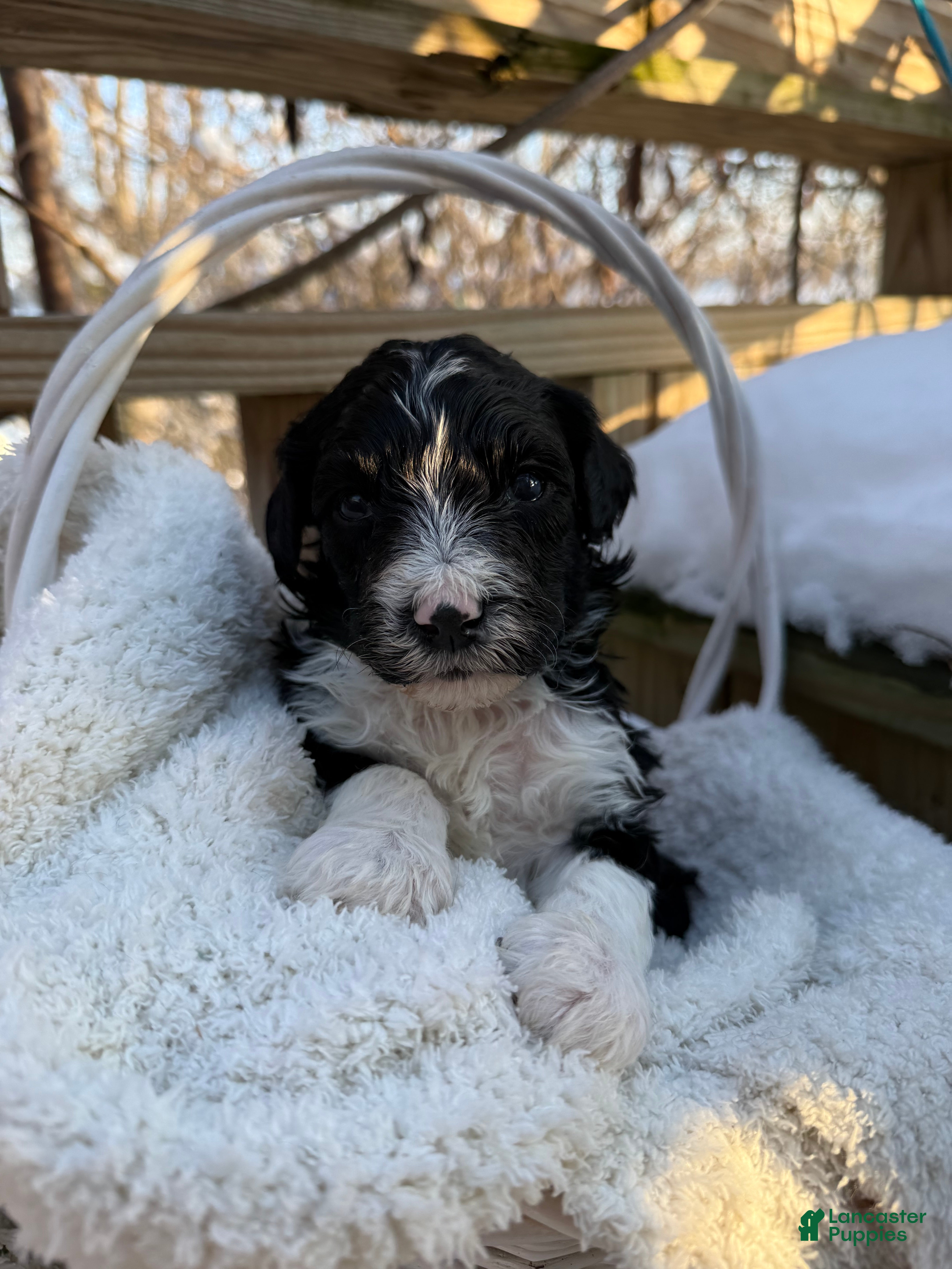 Mixed Breed dogs Diamont - Ad 34