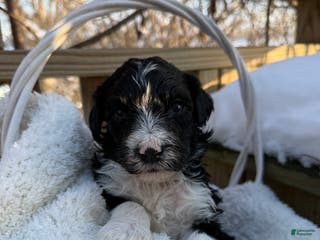 Mixed Breed dogs Diamont - Ad 36