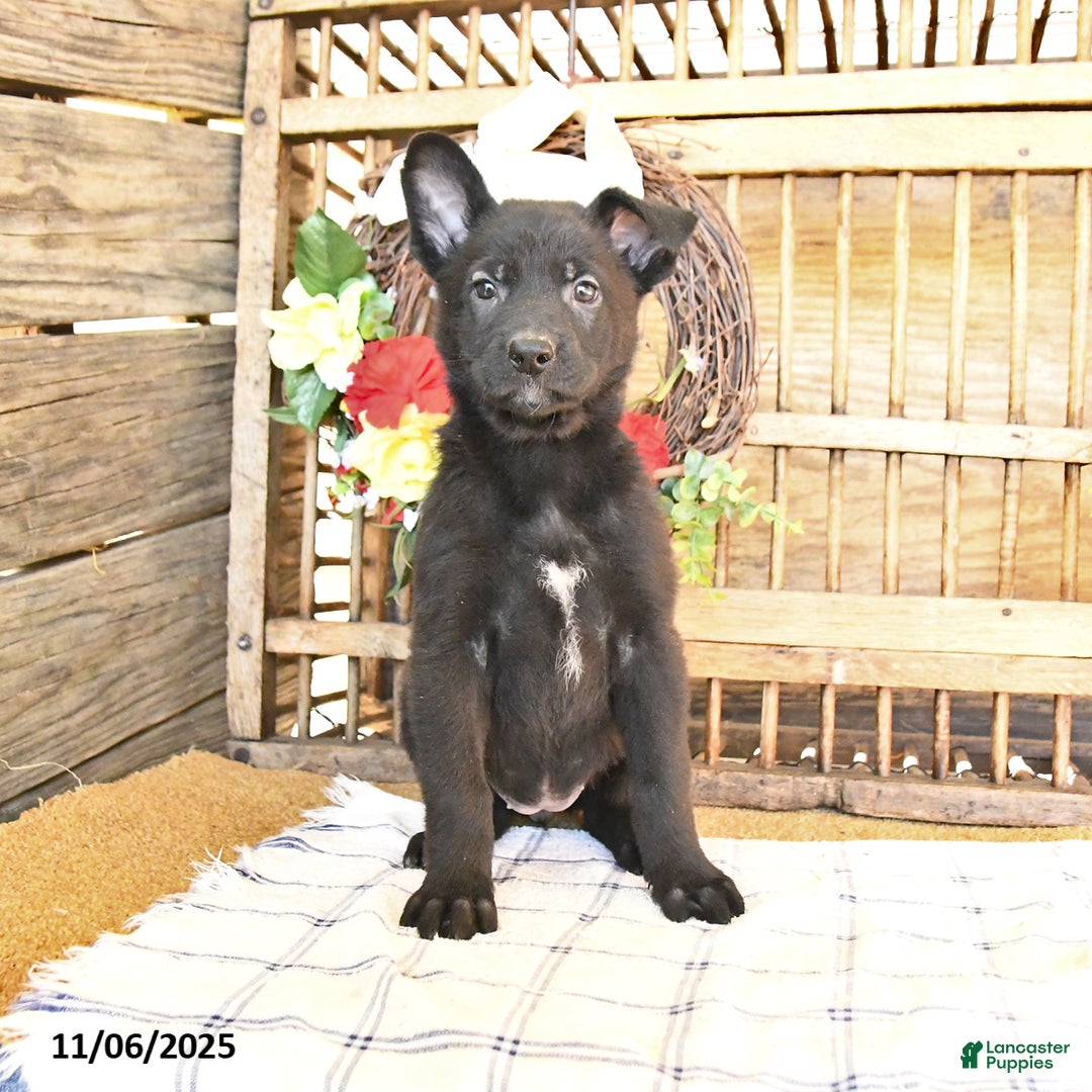 Mixed Breed dogs for sale: Olivia - Ad 1