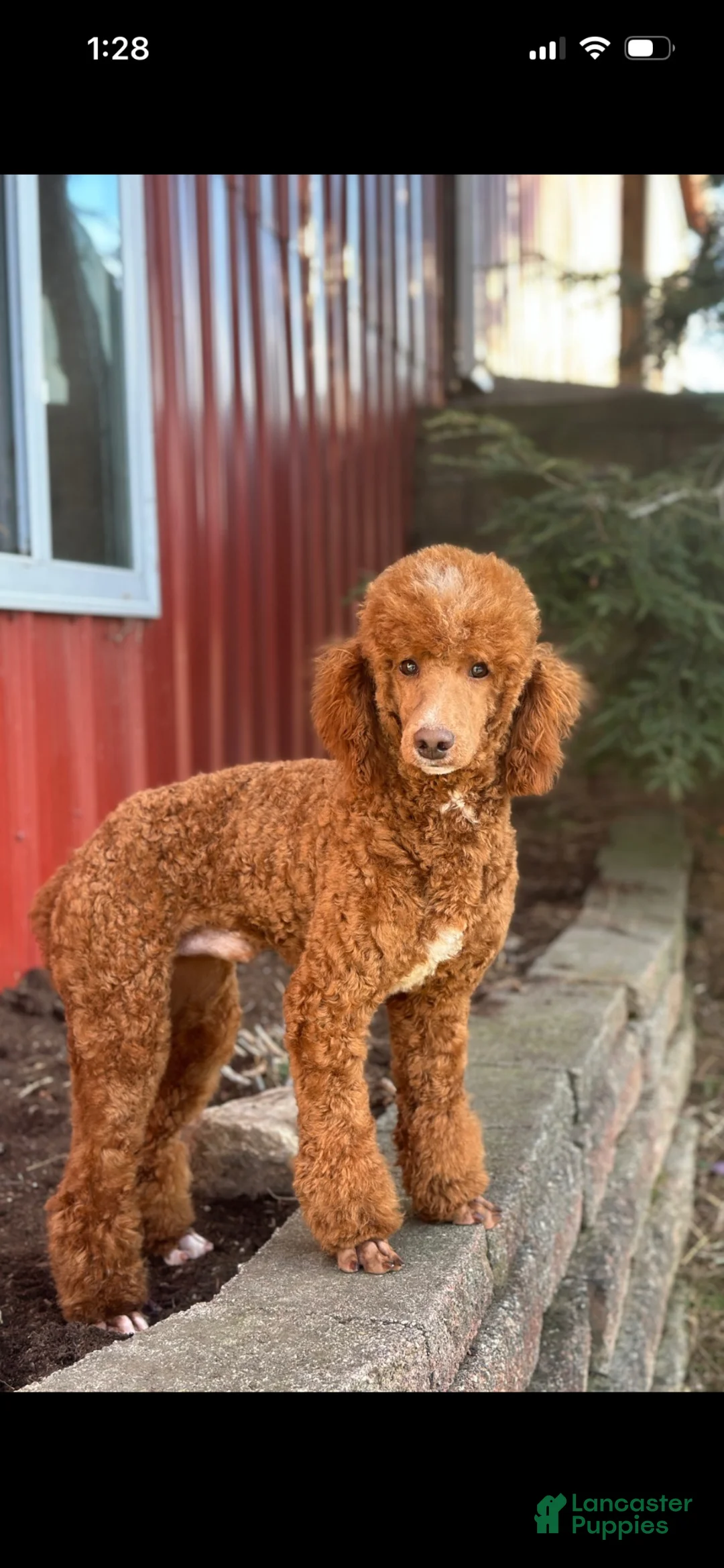 Mini Goldendoodle dogs for sale: Nova - Ad 11