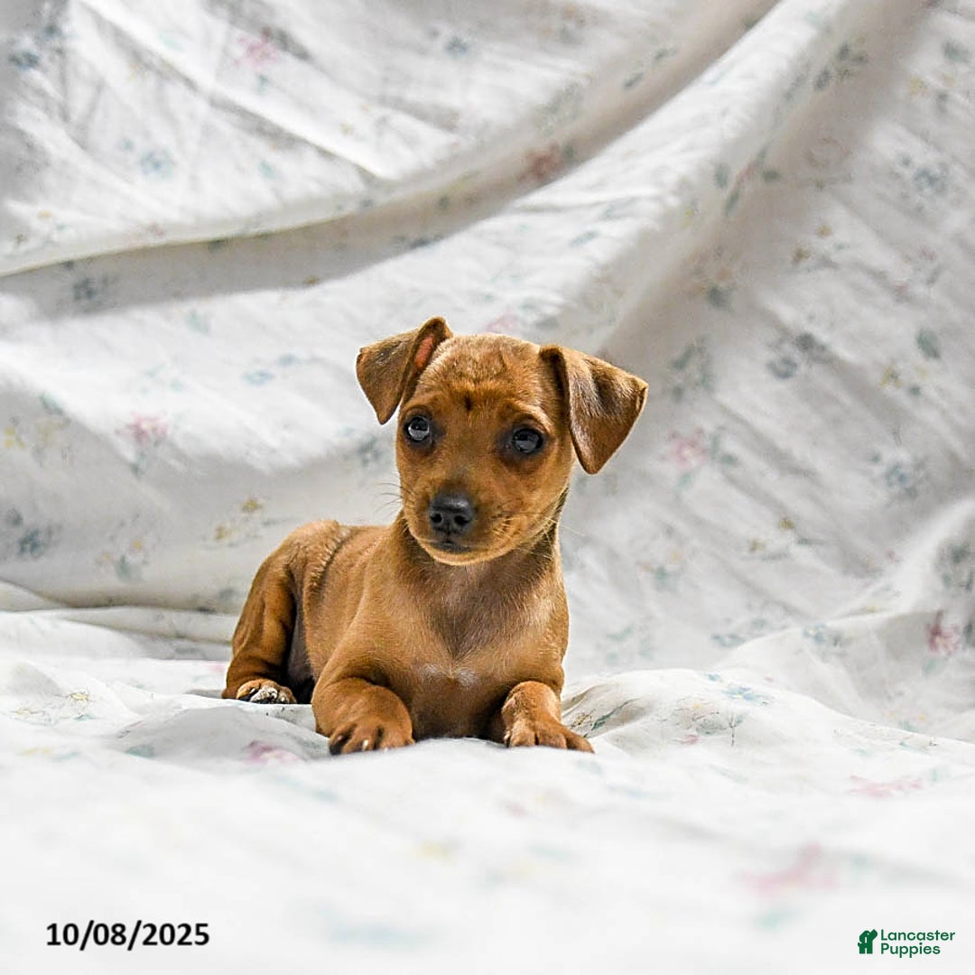 Miniature Pinscher dogs for sale: Nutella - Ad 2