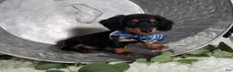 Miniature Dachshund dogs for sale: Kyle - Ad 4