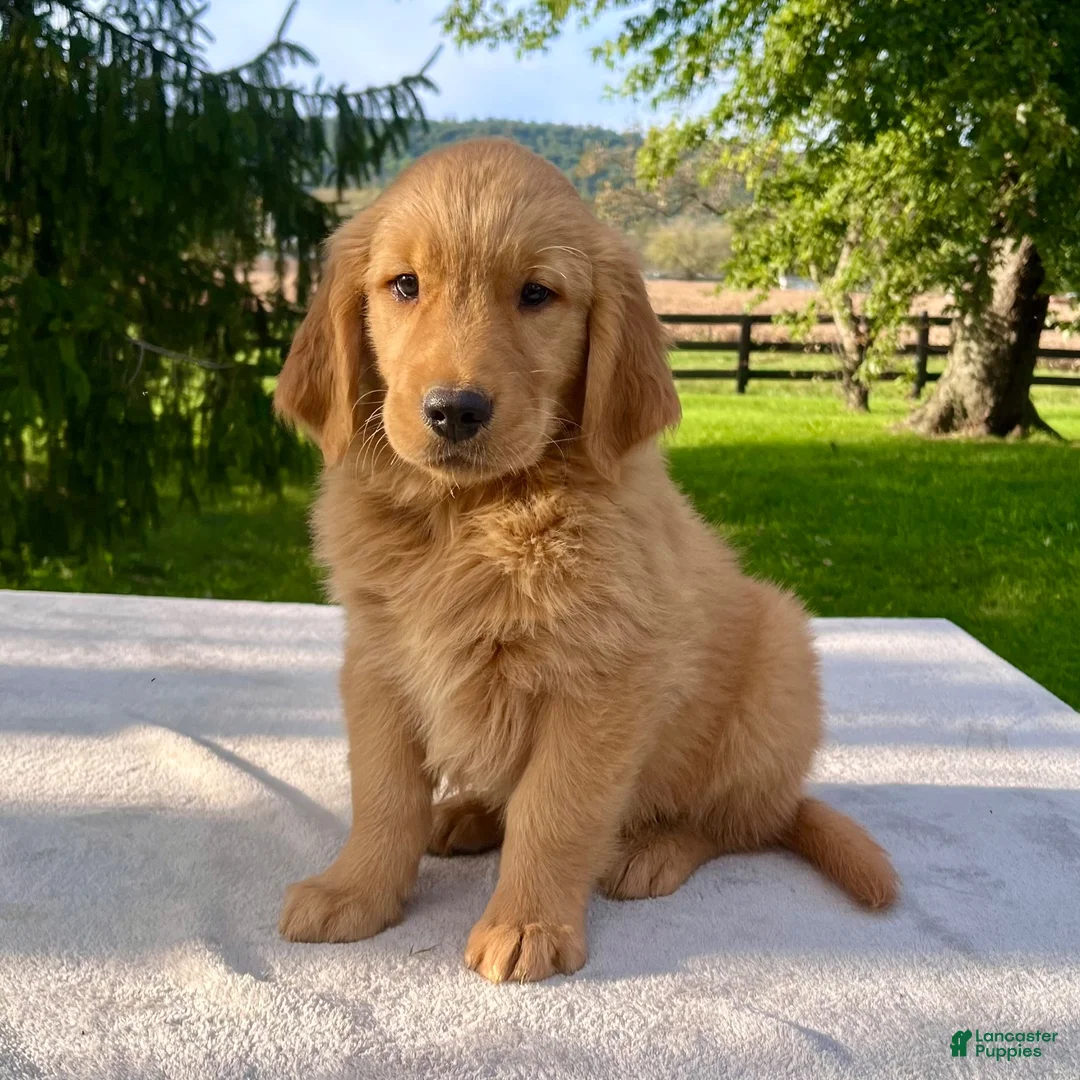 Golden Retriever dogs for sale: Jepp - Ad 5