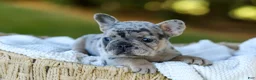 French Bulldog dogs for sale: Darla - Blue Merle - Ad 10