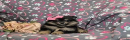Pomeranian dogs for sale: Brooklyn - Ad 5