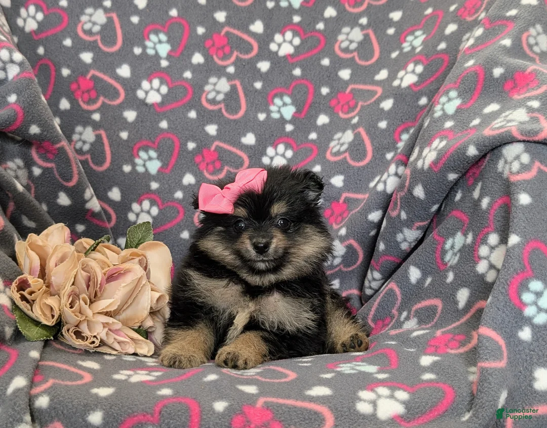 Pomeranian dogs for sale: Brooklyn - Ad 5