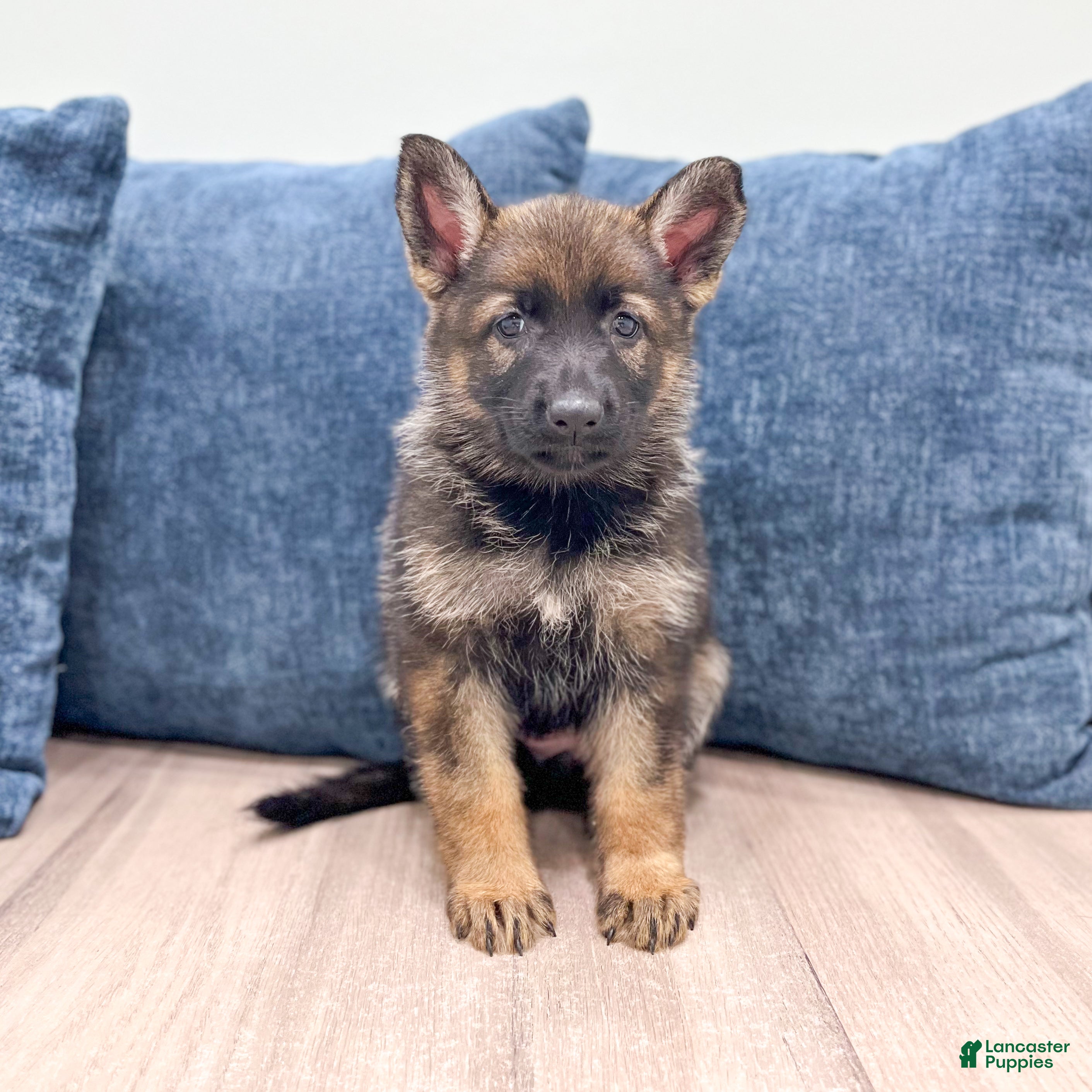 German Shepherd dogs Becky - Ad 1