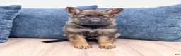German Shepherd dogs for sale: Becky - Ad 1