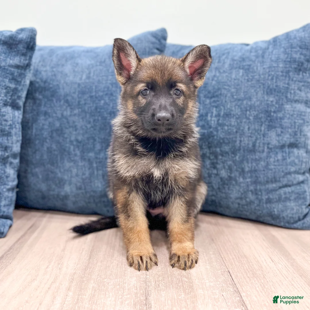 German Shepherd dogs for sale: Becky - Ad 1