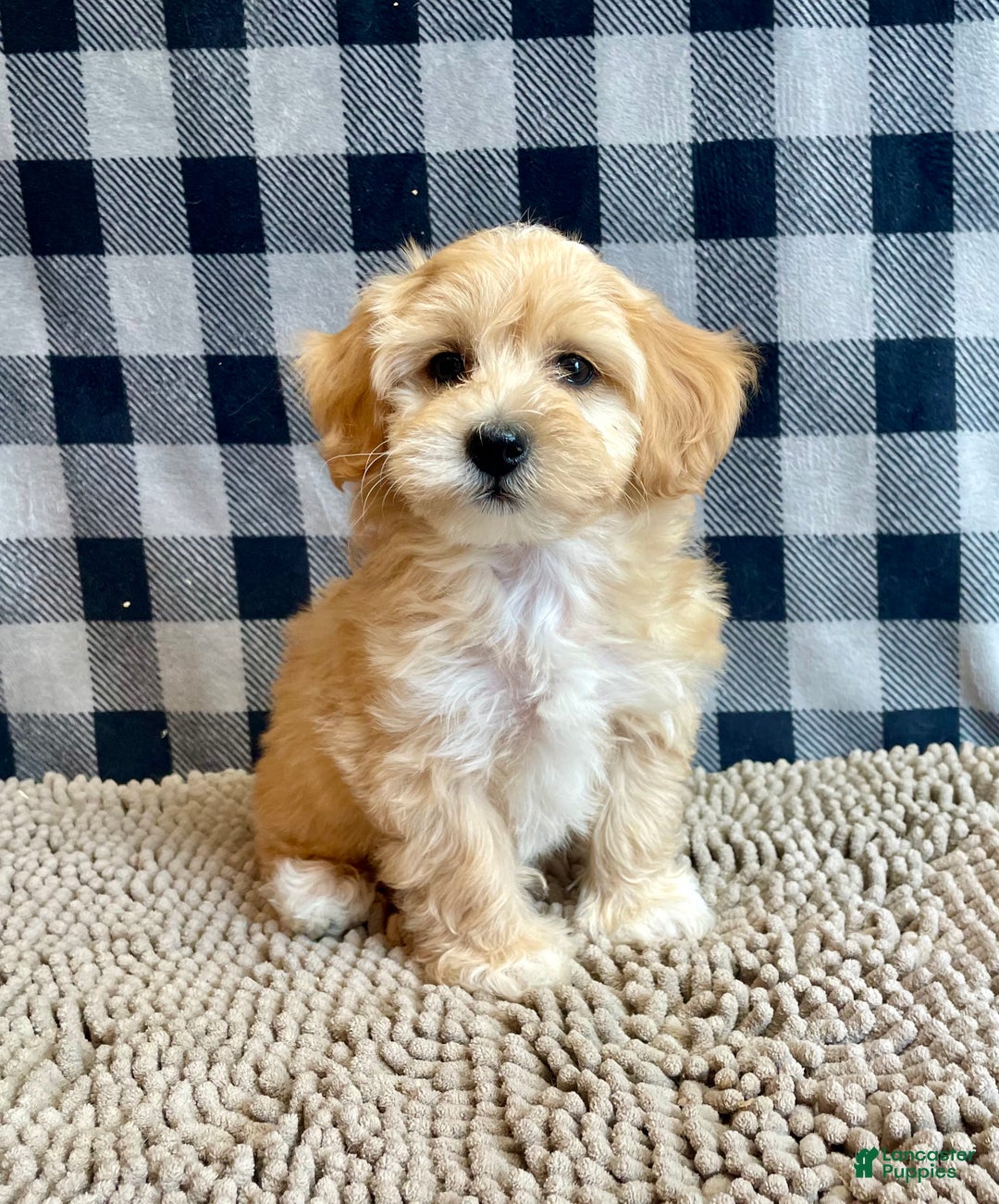 Mixed Breed dogs for sale: Ralph - Ad 7