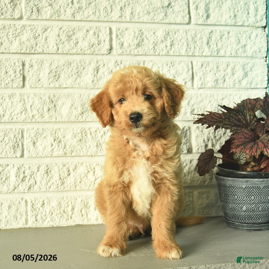 Mini Goldendoodle dogs Nica  - Ad 2
