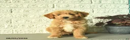 Mini Goldendoodle dogs for sale: Nica  - Ad 2