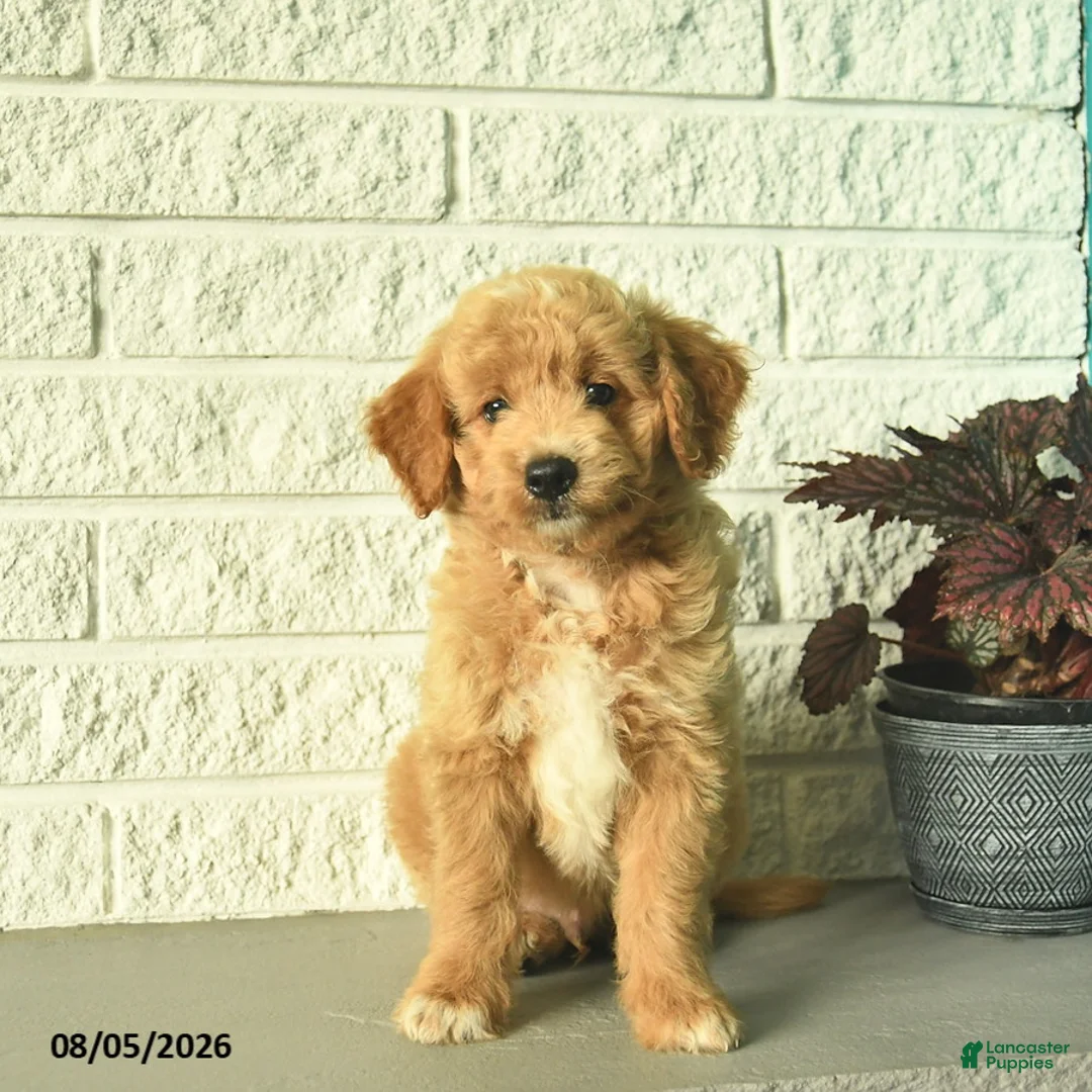 Mini Goldendoodle dogs for sale: Nica  - Ad 2
