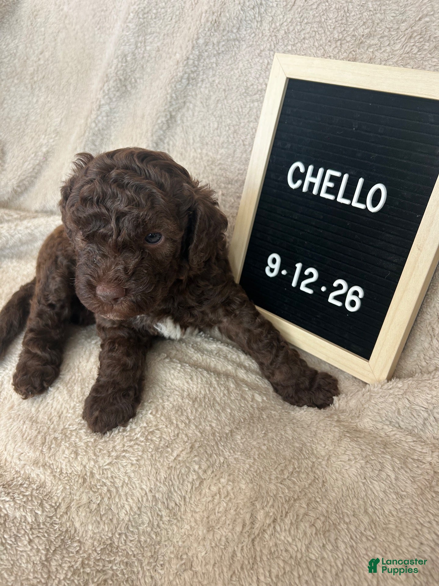 Lagotto Romagnolo dogs for sale: Cello - Ad 1