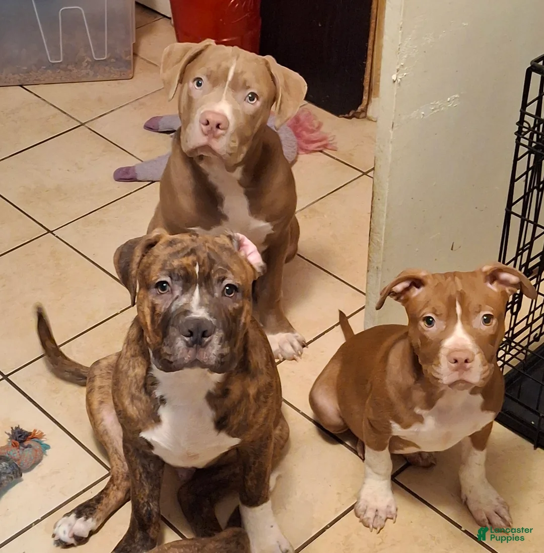 Mixed Breed dogs for sale: Mixed Breed Puppy 3 - Ad 5