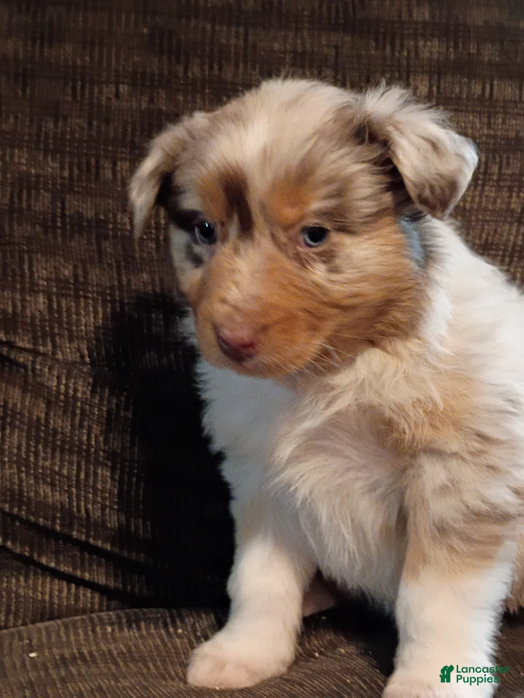 Australian Shepherd dogs for sale: Hazel - Ad 3
