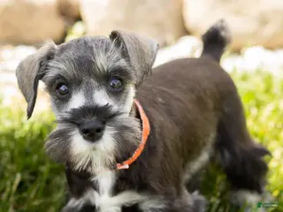 Miniature Schnauzer dogs Sam - Ad 42