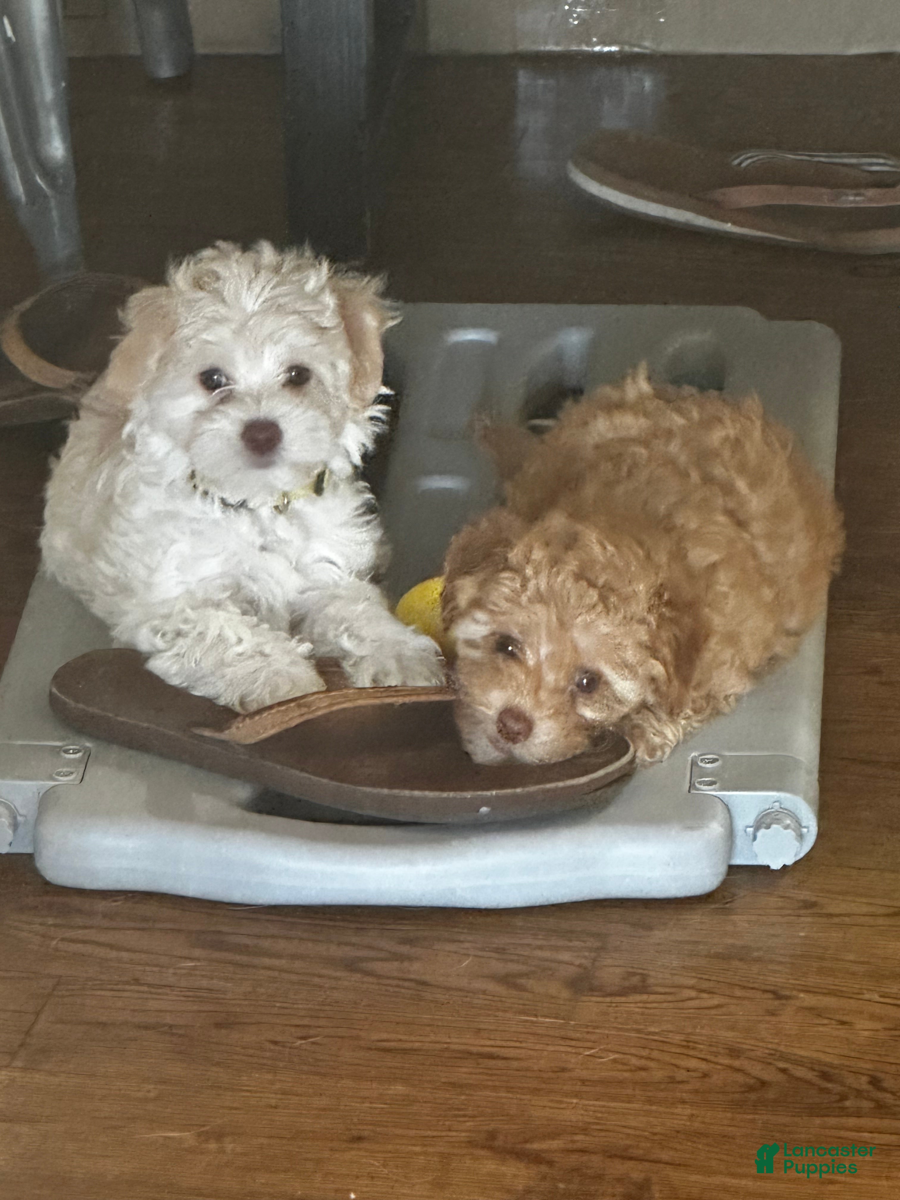 Maltipoo dogs Birdie - Ad 2
