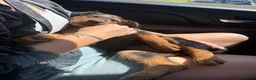 Airedale Terrier dogs for sale: Airedale Terrier 3 - Ad 7