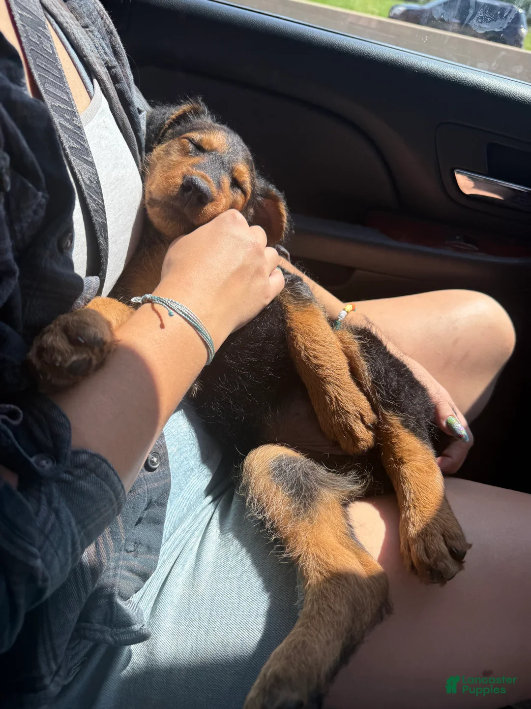 Airedale Terrier dogs for sale: Airedale Terrier 3 - Ad 7