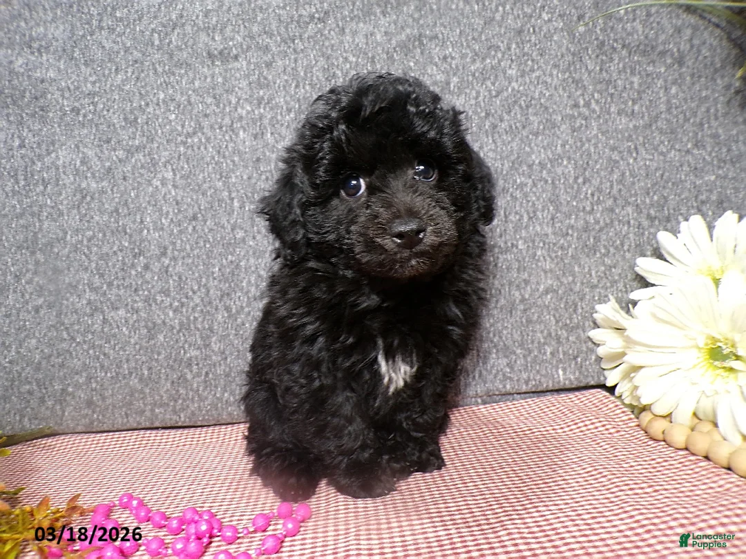 Havapoo dogs for sale: Sona  - Ad 6