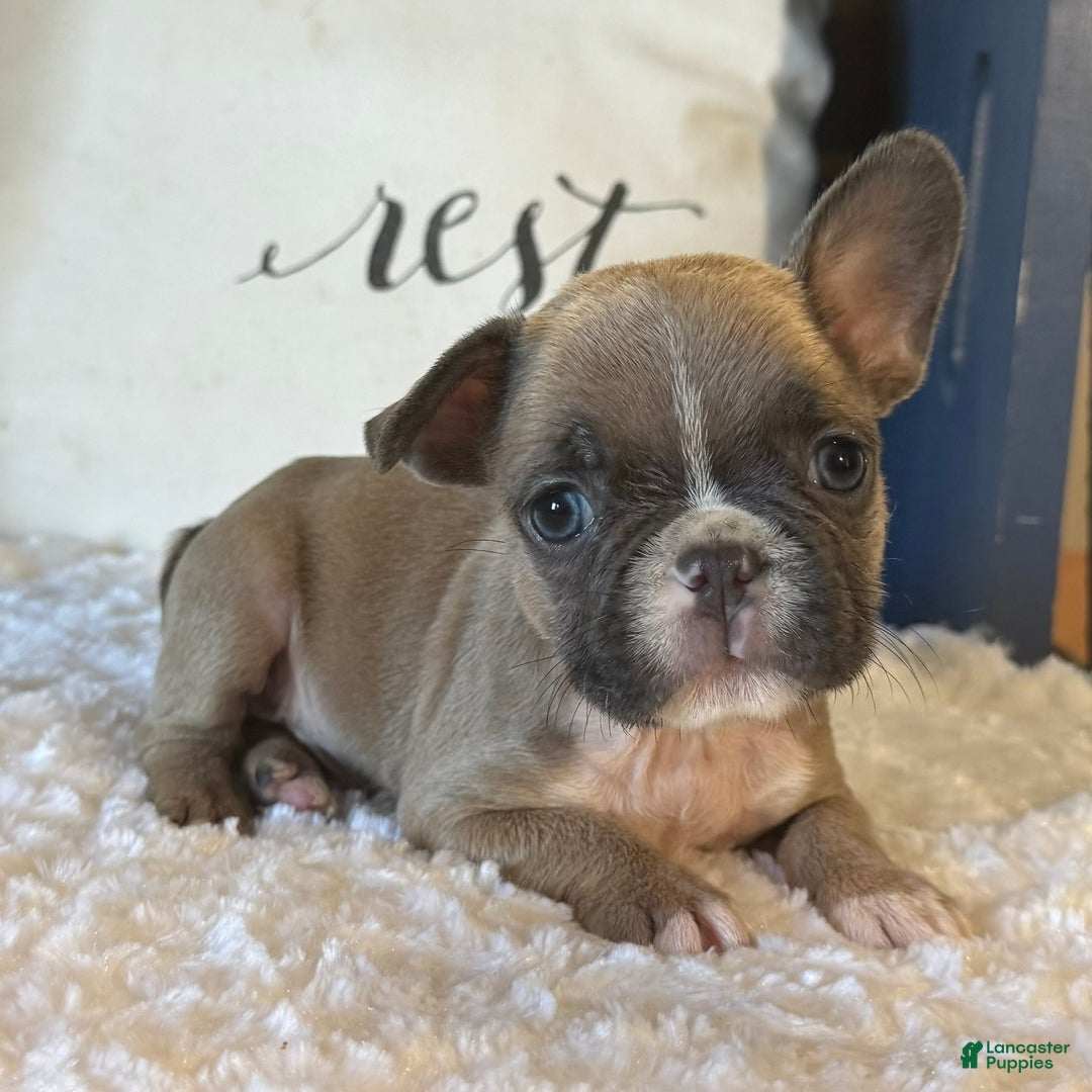 French Bulldog dogs for sale: Alex - Ad 30
