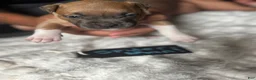 American Pit Bull Terrier dogs for sale: Spider-man  - Ad 2