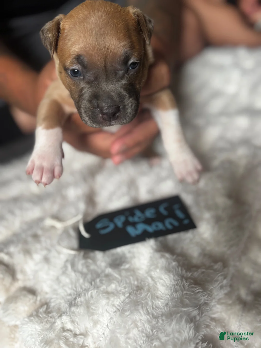American Pit Bull Terrier dogs for sale: Spider-man  - Ad 2