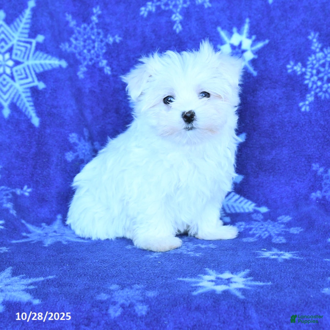 Maltese dogs for sale: Charles - Ad 1