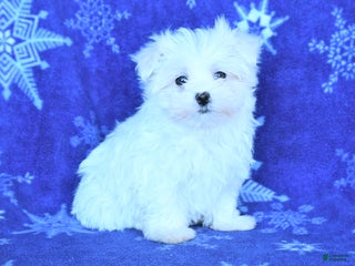 Maltese dogs Charles - Ad 24