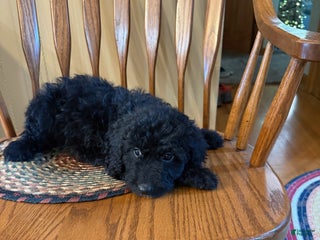 Miniature Labradoodle dogs - Ad 1