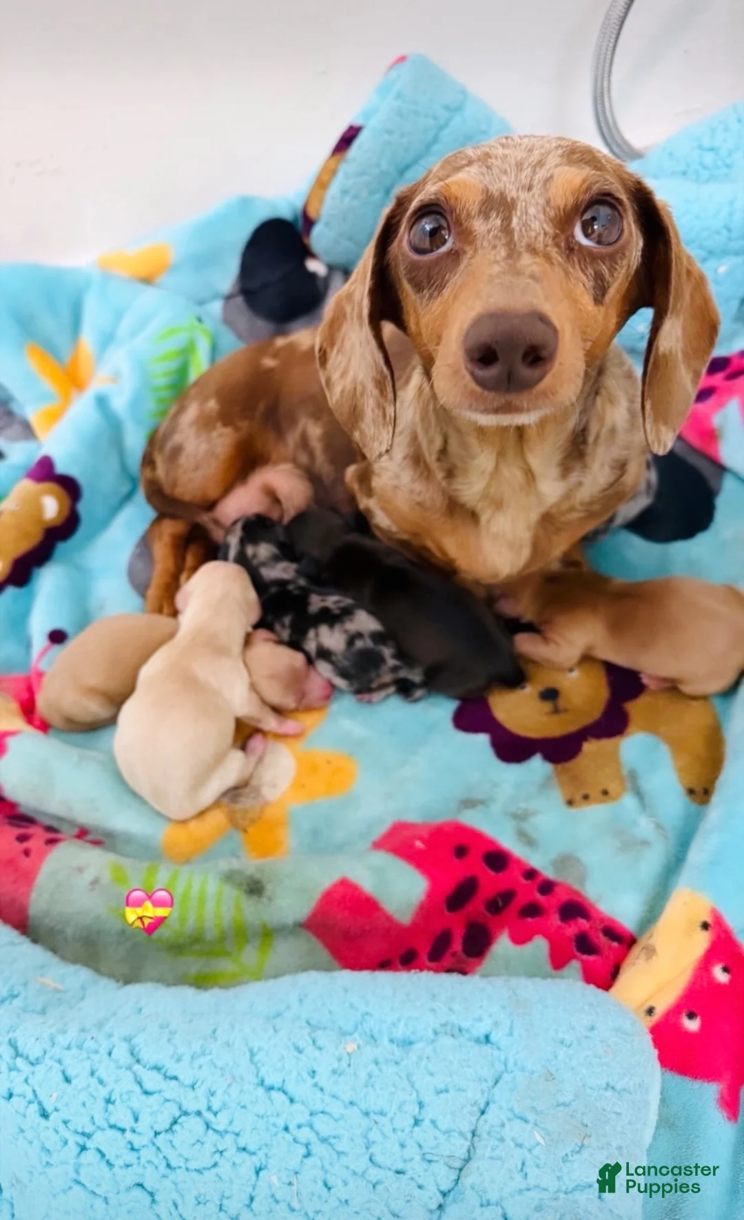 Miniature Dachshund dogs for sale: AKC Longhair Black Dapple Miniature Dachshund - Ad 7