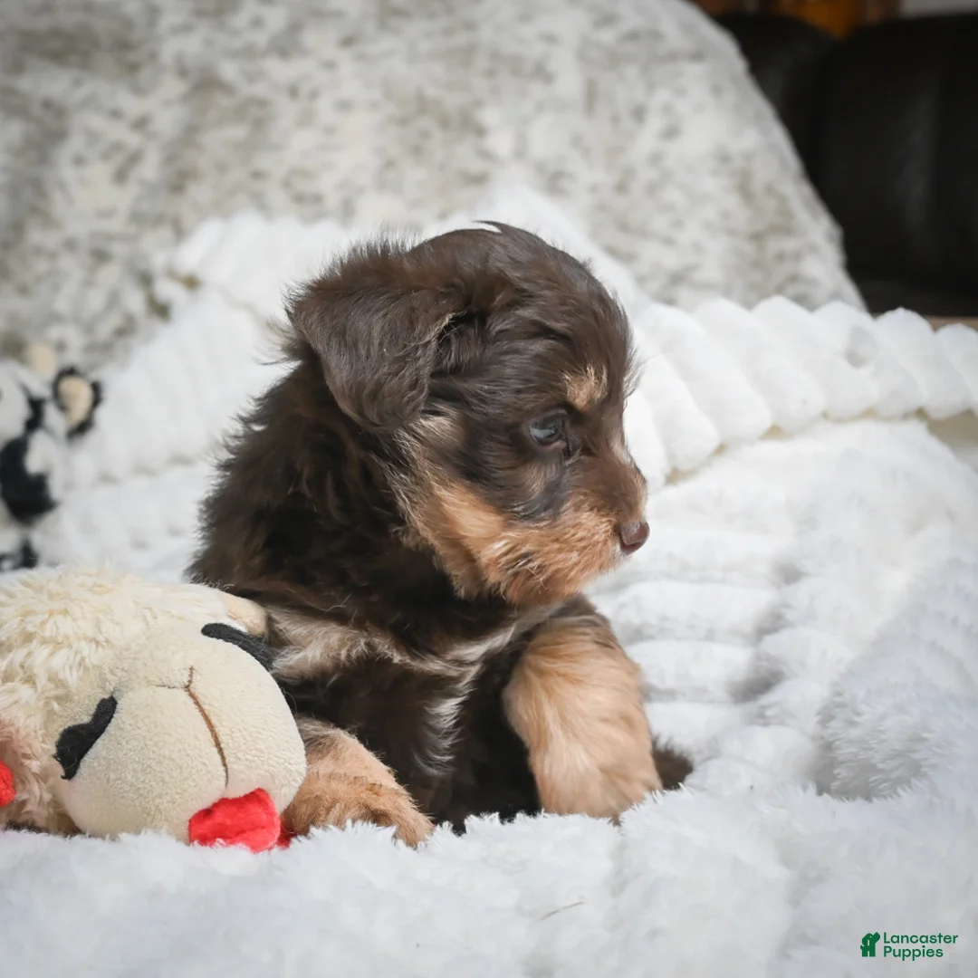 Mixed Breed dogs for sale: Pablo - Ad 2