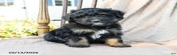 Mini Bernedoodle dogs for sale: Ranger - Ad 2