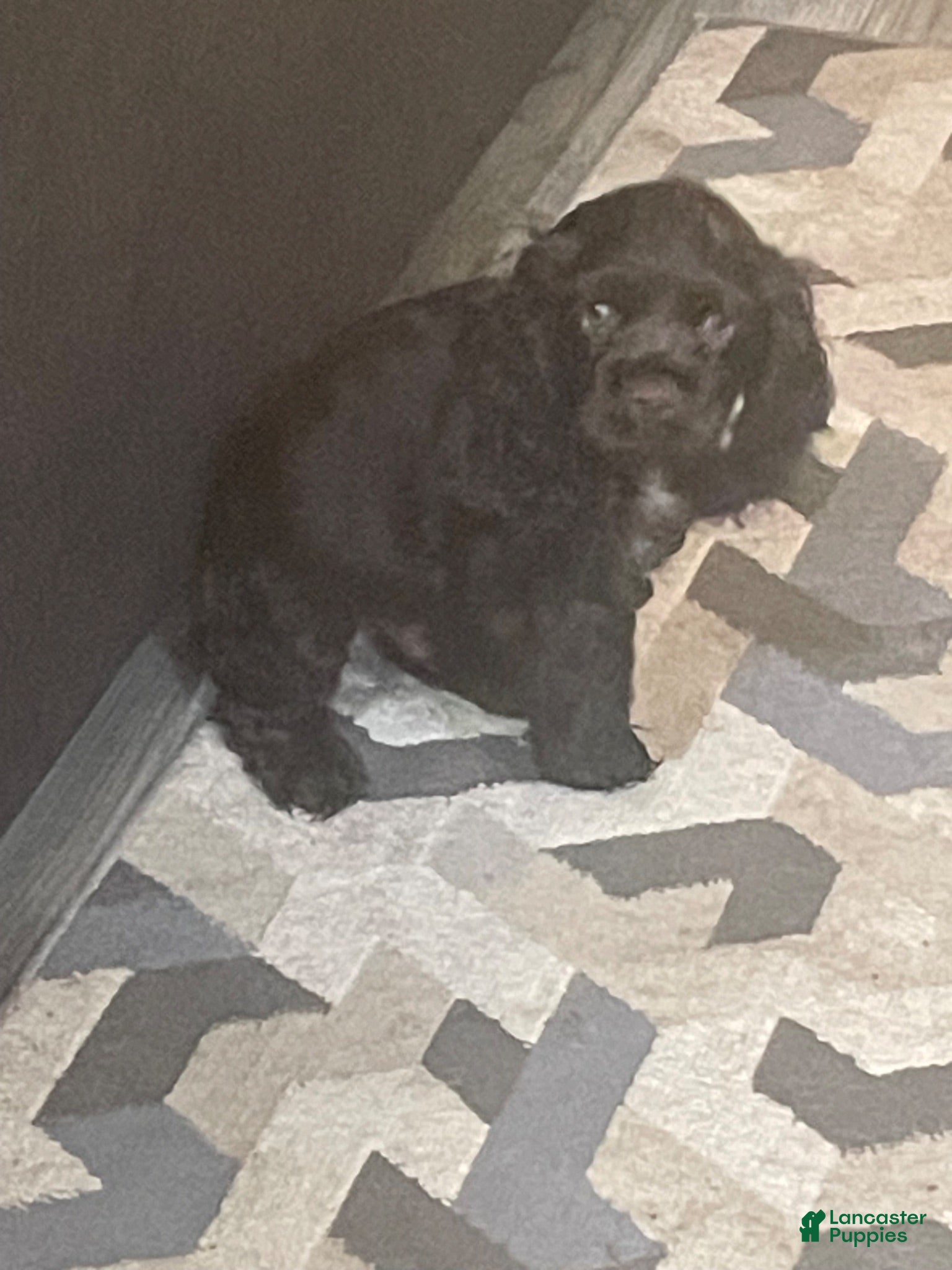 Cocker Spaniel dogs Cocker Spaniel 1 - Ad 29