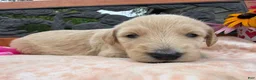 Labradoodle dogs for sale: Saffron (Girl) - Ad 1