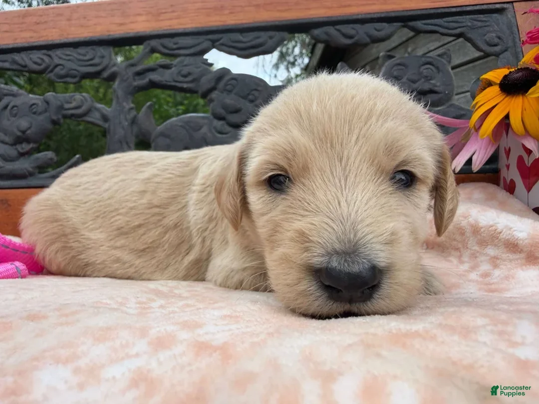 Labradoodle dogs for sale: Saffron (Girl) - Ad 1